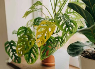 Dekodowanie sygnałów roślinnych: kiedy czerwone flagi to po prostu normalny wzrost