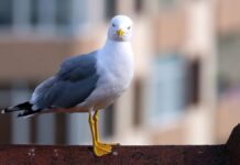 Як назвати зграю чайок? Дивовижний світ збірних іменників