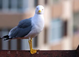 What Do You Call a Group of Seagulls? The Surprisingly Colorful World of Collective Nouns