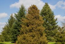 8 вічнозелених дерев, які процвітають у холодну погоду, за словами арбориста