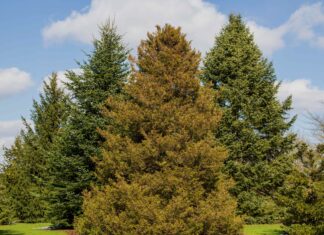 8 Cold-Hardy Evergreen Trees for Harsh Winters