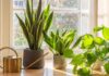 Кімнатні рослини: невидимі регулятори повітря у вашому домі