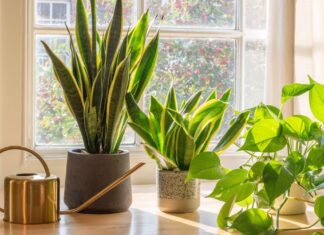 Plantes d’intérieur : de subtils régulateurs d’air dans votre maison