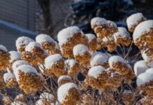 Січнева обрізка: 7 кущів, які варто обрізати для весняного цвітіння