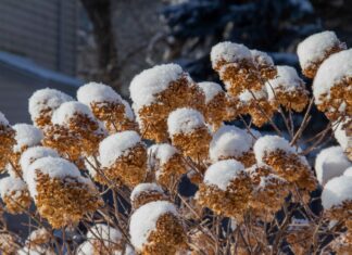 Poda de janeiro: 7 arbustos para cortar para florescer na primavera
