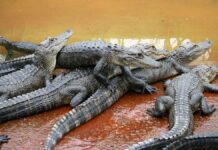 Алласи збираються на «зустрічі»: напрочуд офіційна назва для групи рептилій 🐊