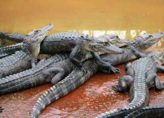 Jacarés se reúnem em “congregações”: o termo surpreendentemente formal para um grupo de répteis 🐊