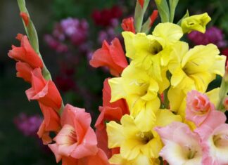 7 Неприхотливых Луковичных Растений для Начинающих Садоводов