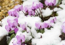 Сніг і ваш сад: посібник з догляду за рослинами взимку