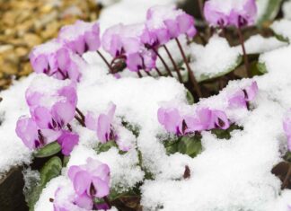 La neve e il tuo giardino: una guida alla cura delle piante invernali