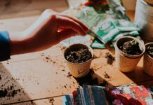 Почніть сіяти насіння вдома зараз, щоб створити яскравий весняний сад