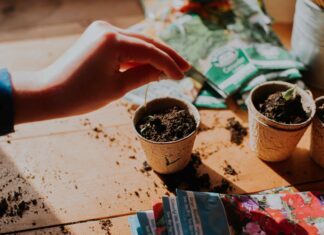 Comece as sementes dentro de casa agora para um jardim de primavera vibrante