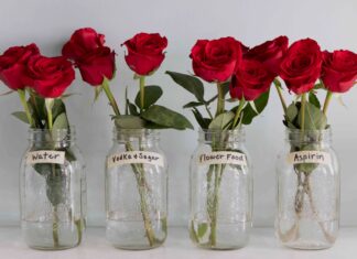 Prueba de longevidad de las flores: el alimento para flores supera los trucos de bricolaje