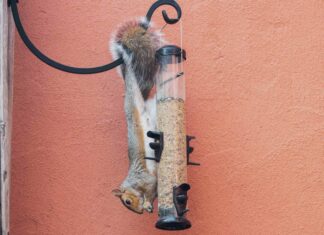 12 bewährte Möglichkeiten, Eichhörnchen von Ihren Vogelhäuschen fernzuhalten