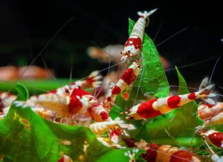 Comment appelle-t-on un groupe de crevettes ? La réponse étonnamment fluide