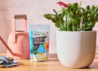 Pielęgnacja roślin domowych zimą: kiedy nawozić (i kiedy przestać)