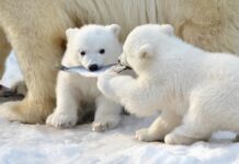 Білі Ведмеді: Чому Групу називають “Слідопитами”