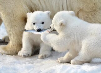 Ursos polares: por que um grupo é chamado de “detetive”