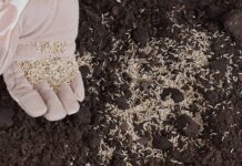 Оптимальний Час для Посіву Газону Весною: Регіональне Керівництво