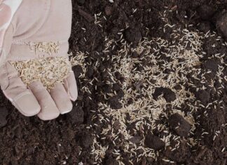 Waktu Optimal untuk Penyemaian Rumput Musim Semi: Panduan Regional