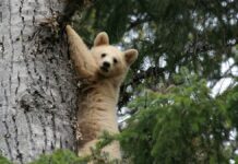 Примарний ведмідь Кермоді: Природне диво Британської Колумбії