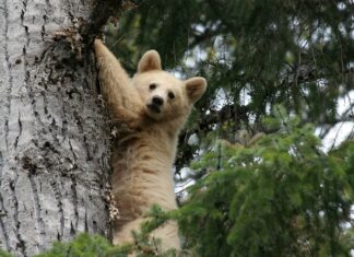 O fantasmagórico urso Kermode: uma maravilha natural da Colúmbia Britânica