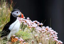 Рослини Тундри: Стійкість у Найхолодніших Екосистемах Землі