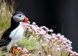 Piante della tundra: resilienza negli ecosistemi più freddi della Terra