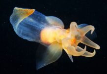 Морський Ангел: Прекрасний Хижак Відкритого Океану