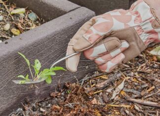 The Surprisingly Effective Garden Fork Weed-Pulling Hack