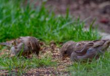 Захист Нових Посівів Трави від Птахів: Стратегії, підтверджені Експертами