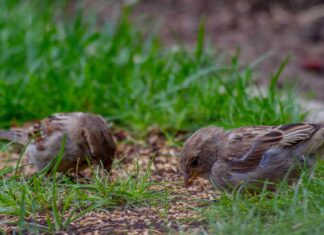 Protéger les nouvelles semences de graminées des oiseaux : stratégies soutenues par des experts