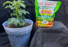 The 6 Best Tomato Fertilizers, Tested and Ranked