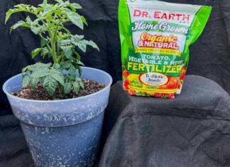 The 6 Best Tomato Fertilizers, Tested and Ranked