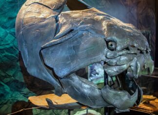 Данклеостеус: Бронированные Челюсти Древнего Океана