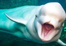 Бєлуха: Арктичне Чудо Адаптації та Комунікації