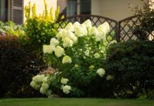 Обрізання гортензії ‘Лаймлайт’ для рясного цвітіння