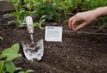 Посів насіння: У приміщенні або на відкритому повітрі – Посібник від професіонала