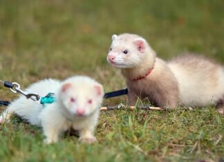 Un « business » de furets : l’étrange histoire des noms d’animaux collectifs