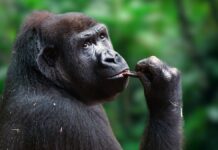 Das „R“-Rätsel: Erkundung der kleinen Gruppe von Nationen, beginnend mit R