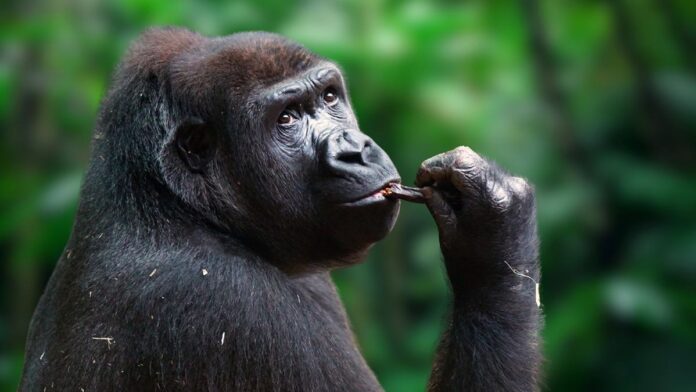 c178839a-b8b8-4fcf-88ba-50a4a49d216f