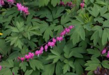 Deer-Hating Flowers That Actually Survive