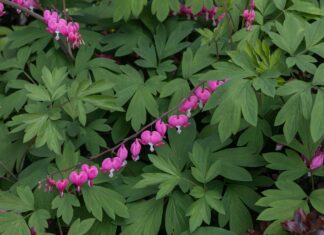 Deer-Hating Flowers That Actually Survive