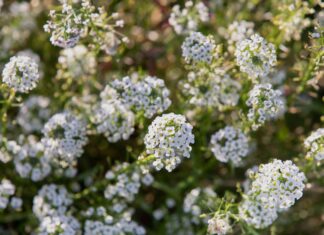 Tiny flowers, loud presence