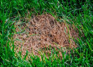 How to Fix Brown Patches on Your Lawn: A Real Guide for Homeowners
