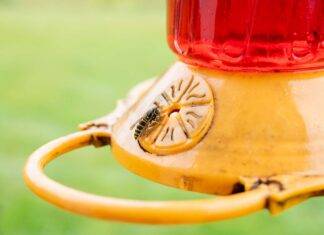Come impedire alle api di rovinare la mangiatoia per colibrì