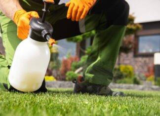 La candeggina è efficace per il diserbo? I pericoli nascosti dell’uso di prodotti chimici domestici sui cortili