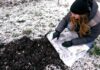 Як використовувати газети як мульчу для боротьби з бур’янами у грудні
