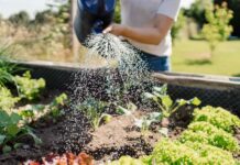 План саду на серпень: 10 культур для осіннього врожаю