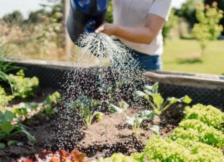 Het tuinplan van augustus: 10 gewassen om nu te zaaien voor de herfstoogst